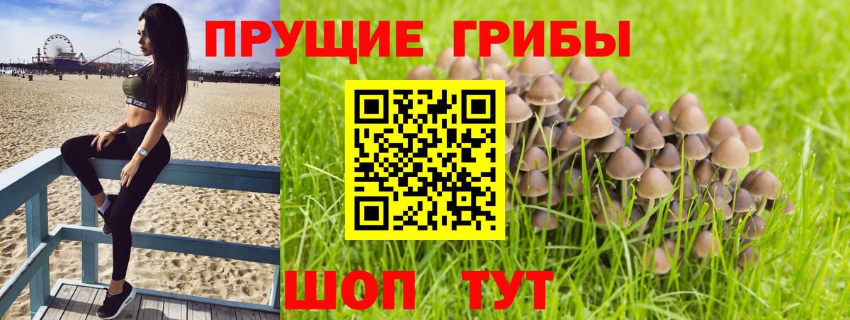 продажа наркотиков  Псилоцибиновые грибы MAGIC MUSHROOMS  Вход с VPN  Ржев  Галлюциногенные грибы Psilocybine cubensis 